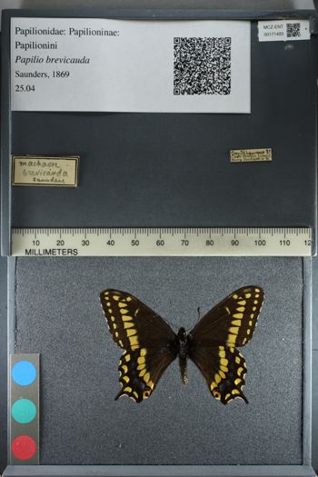 Media type: image;   Entomology 171493